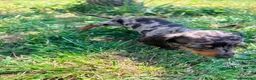 Teckel Miniatura perros en venta: Teckel Kaninchen - Anuncio 2