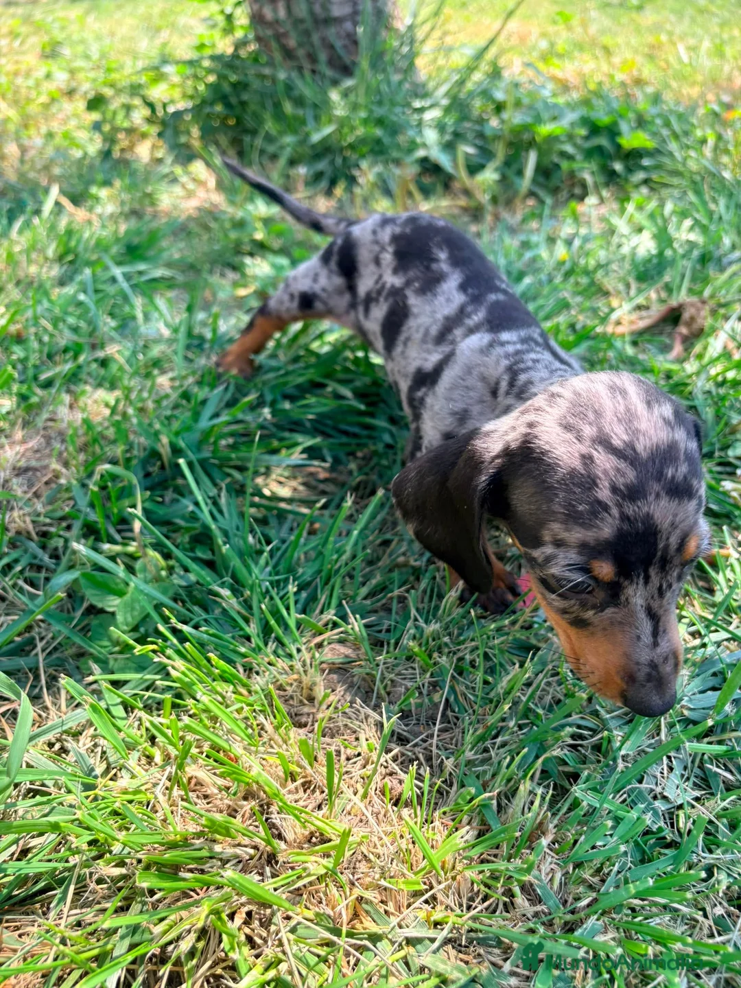 Teckel Miniatura perros en venta: Teckel Kaninchen - Anuncio 2