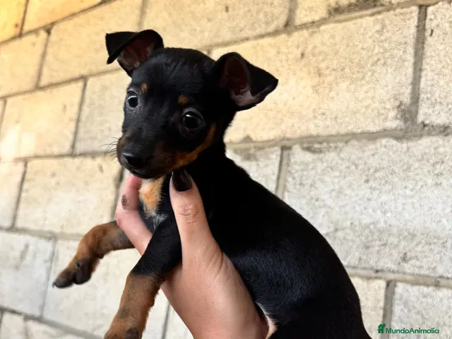 Pinscher Miniatura perros CACHORROS DE PINSCHER MINIATURA - Anuncio 2