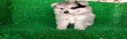 Pomerania perros en venta: pomerania - Anuncio 15