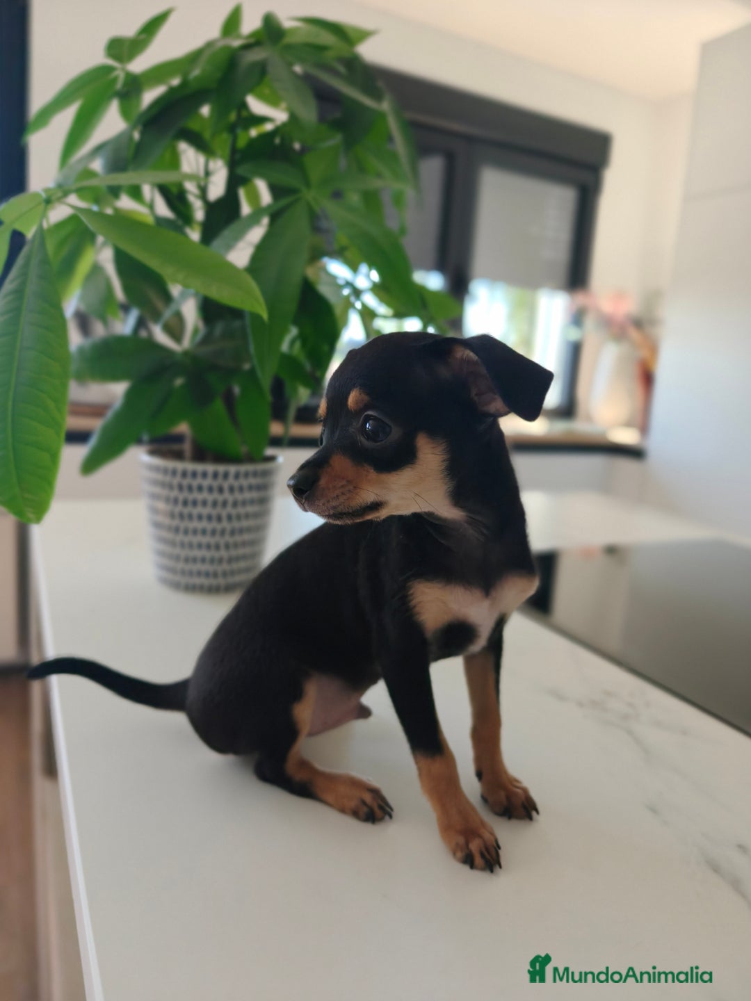 Pinscher Miniatura perros en venta: Mini Pincher espectacular!! - Imagen 10