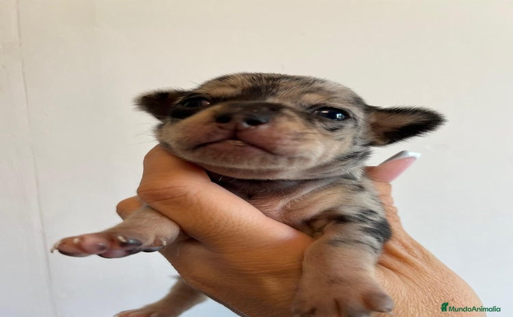 Chihuahua perros - Anuncio 12