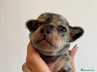 Chihuahua perros - Anuncio 5