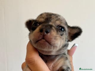 Chihuahua perros Chihuahua merle - Anuncio 13