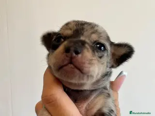 Chihuahua perros Chihuahua merle - Anuncio 24