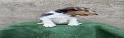 Fox Terrier de Pelo Duro perros en venta: Fox Terrier - Anuncio 1