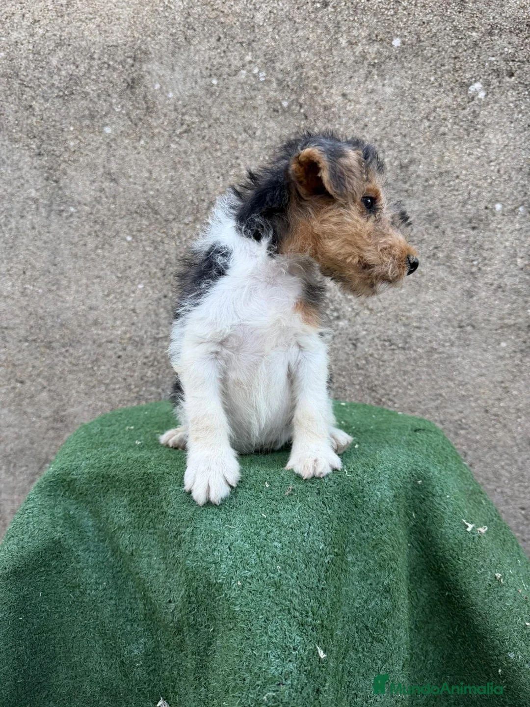 Fox Terrier de Pelo Duro perros en venta: Fox Terrier - Anuncio 1