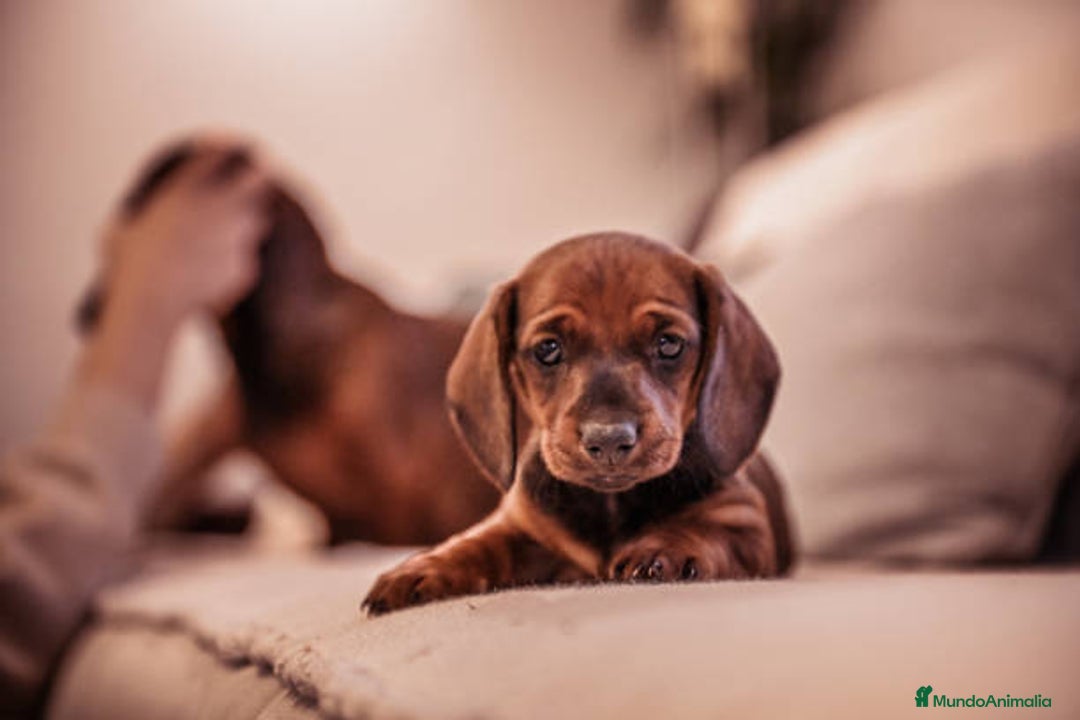 Teckel Miniatura perros en venta: TECKEL TORREMOLINOS ( MALAGA)  - Imagen 3