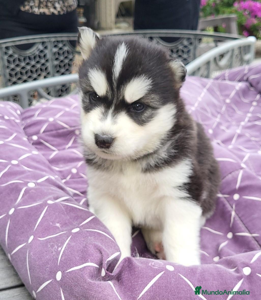Husky Siberiano perros ‼️‼️husky siberianos padres importados de rusia - Anuncio 35