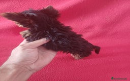 Yorkshire Terrier perros en venta: Yorkshire Terrier Toy - Imagen 2
