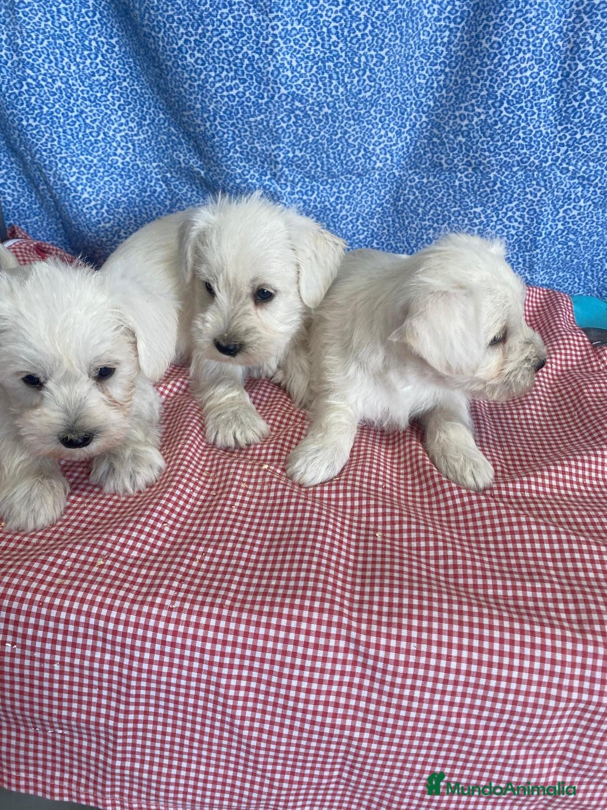 Schnauzer Miniatura perros CACHORRITOS DE SCHNAUZER  - Anuncio 1