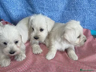 Schnauzer Miniatura perros CACHORRITOS DE SCHNAUZER - Anuncio 1