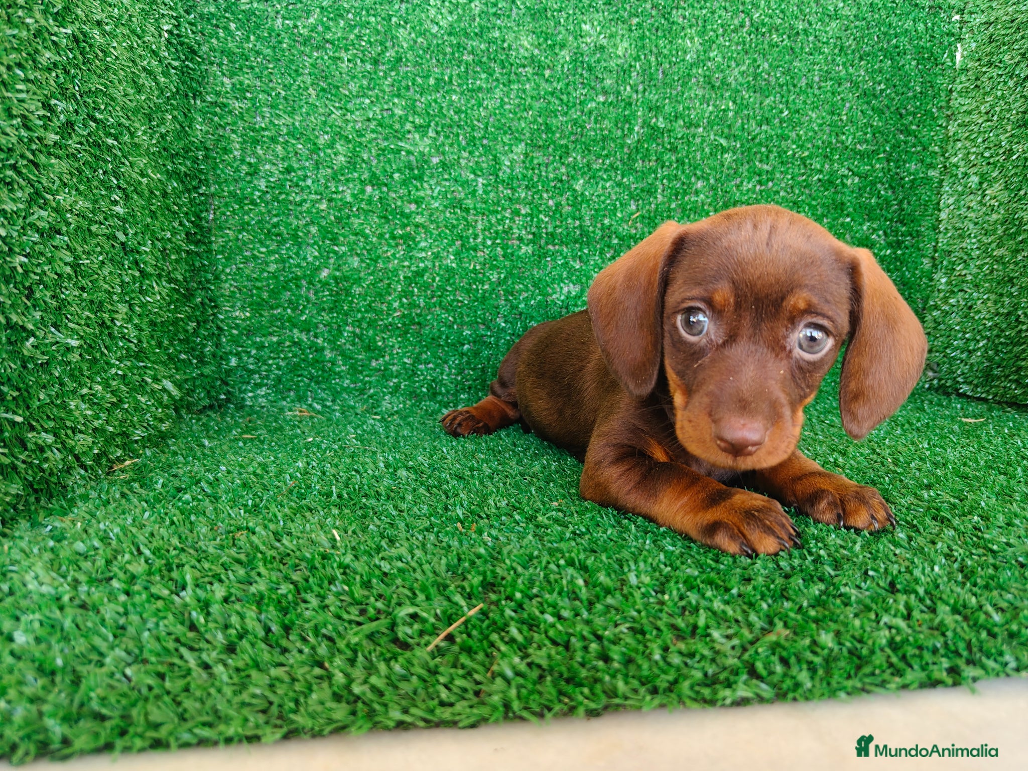 Teckel Miniatura perros en venta: Teckel miniatura  - Anuncio 1