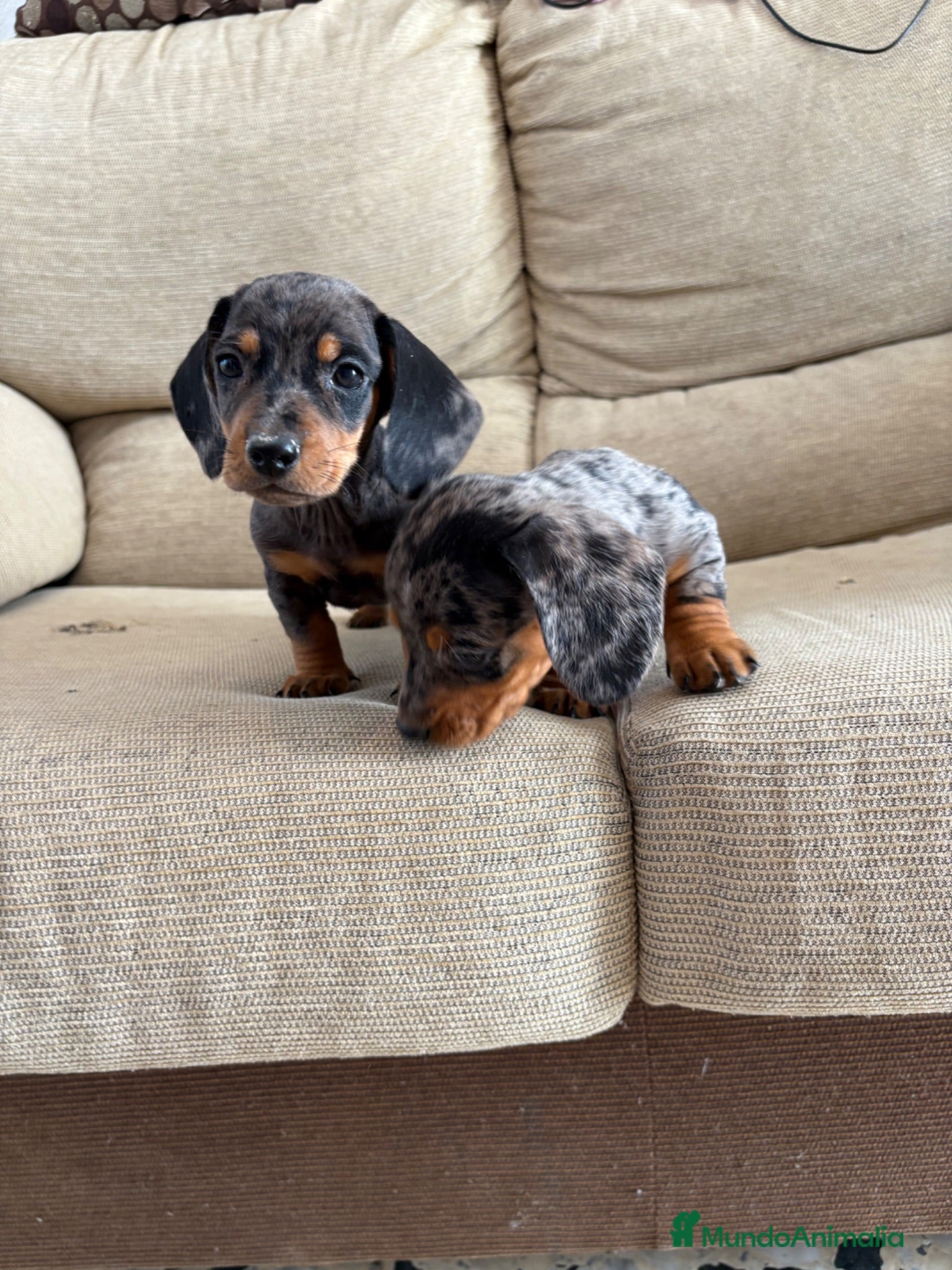 Teckel perros Teckels Kaninchen  - Anuncio 1