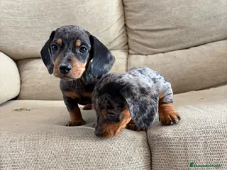 Teckel perros Teckels Kaninchen - Anuncio 7