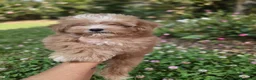 Maltipoo perros en venta: Maltipoo toy asiático 💎 miniatura  - Anuncio 2