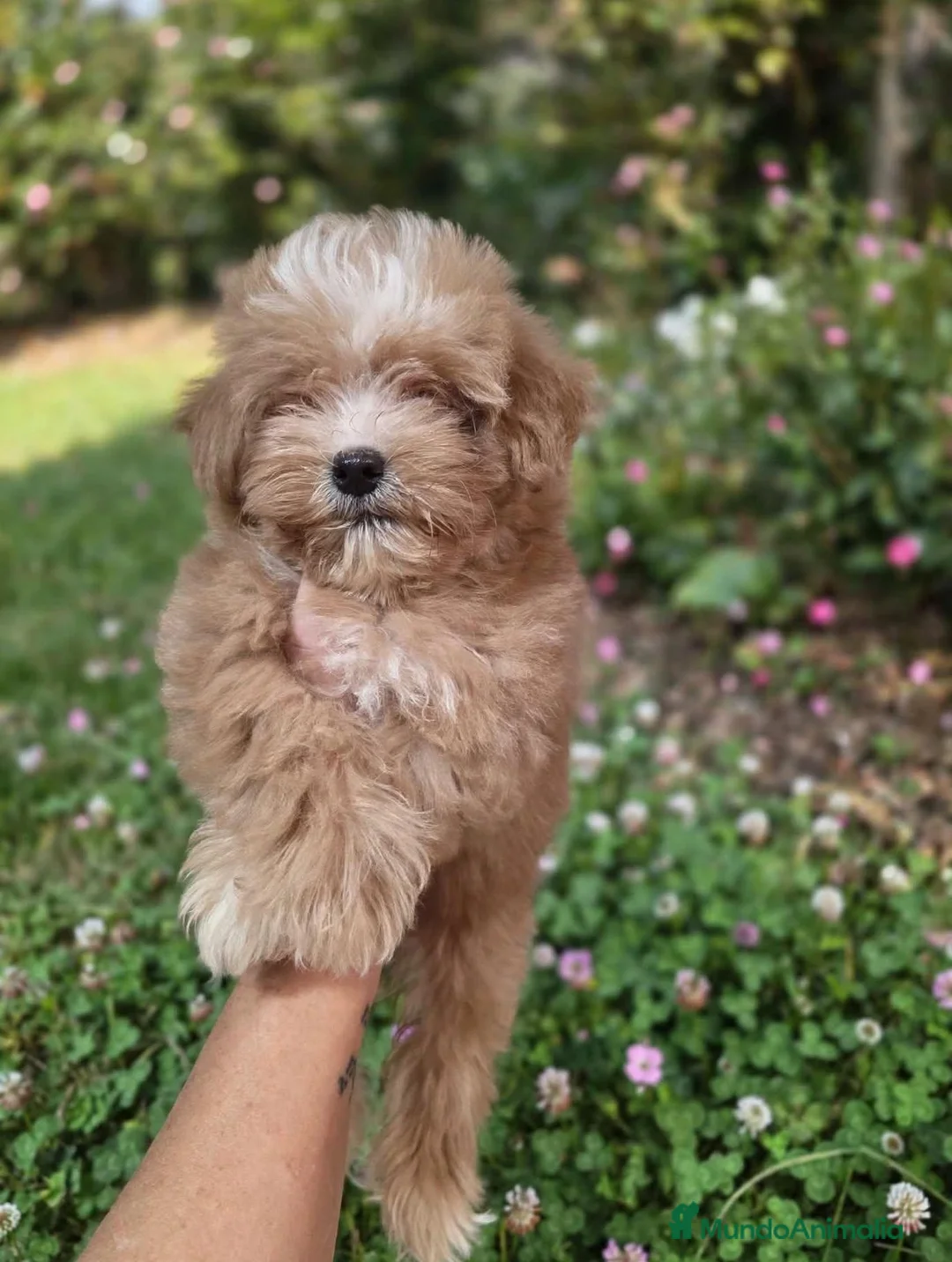 Maltipoo perros en venta: Maltipoo toy asiático 💎 miniatura  - Anuncio 2