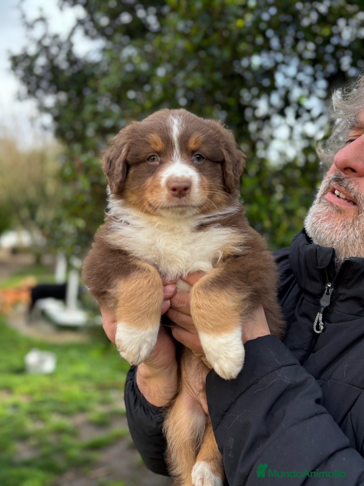 Pastor Australiano perros Excepcionales pastores australianos  - Anuncio 32