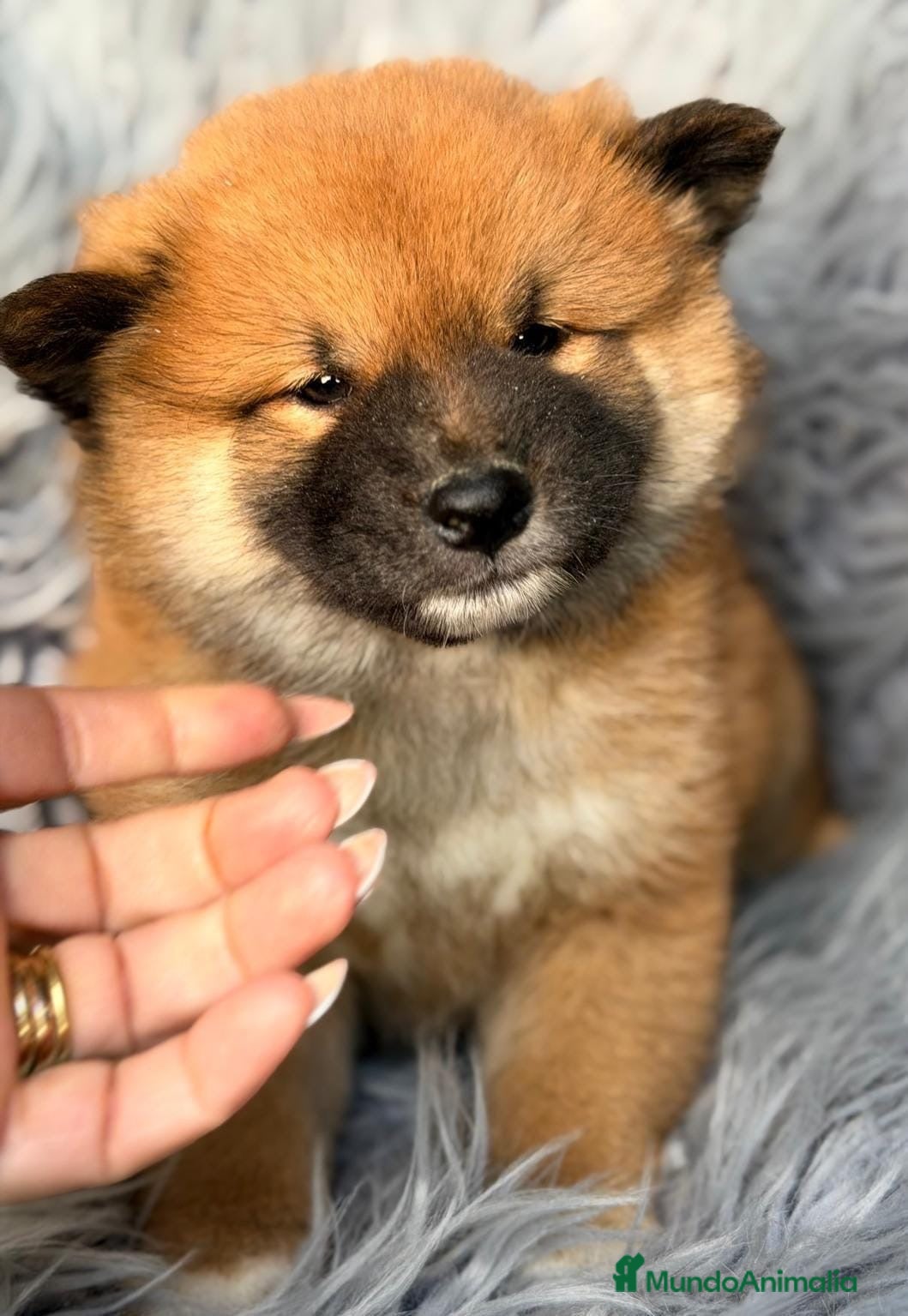 Shiba Inu perros en venta: Camada shiba inu - Anuncio 1