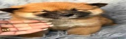 Shiba Inu perros en venta: Camada shiba inu - Anuncio 1