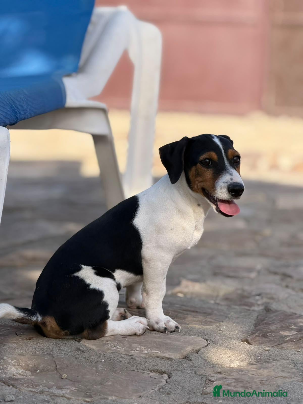 Jack Russell Terrier perros Jack Russell Macho Disponible  - Anuncio 2