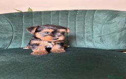 Yorkshire Terrier perros en venta: yorkshire  - Imagen 5