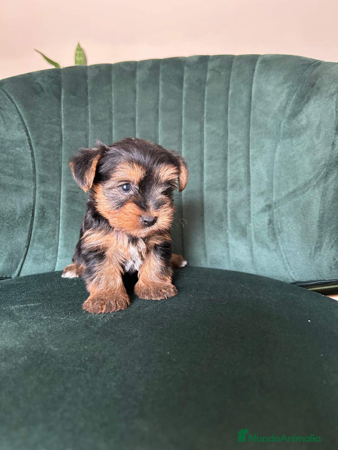 Yorkshire Terrier perros en venta: yorkshire  - Imagen 5