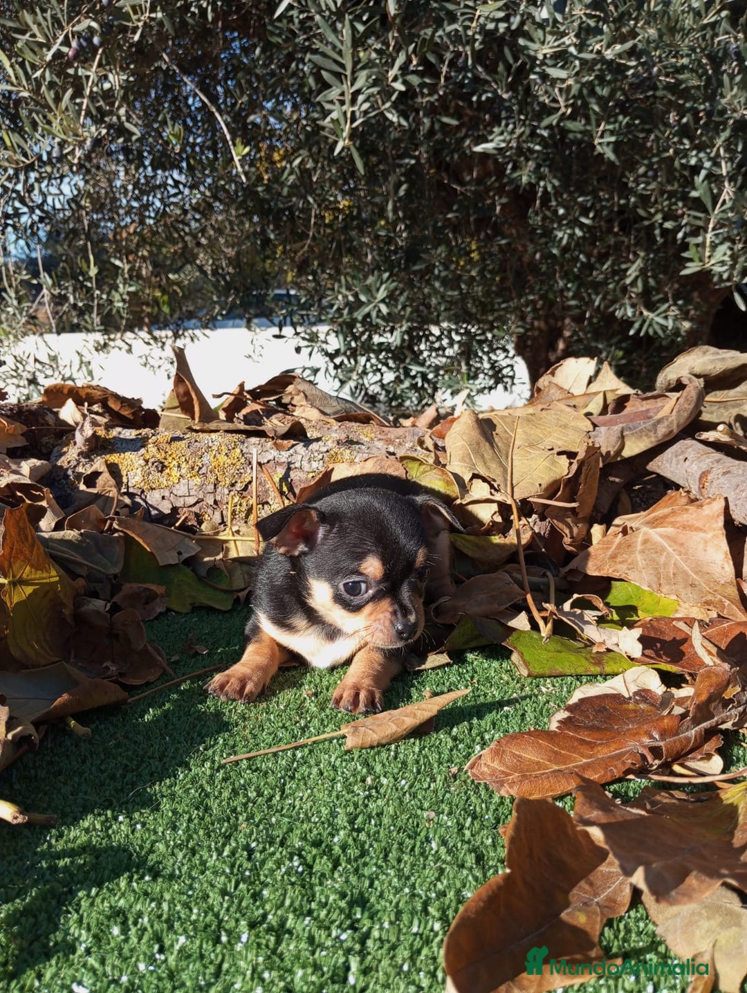 Chihuahua perros en venta: CHIHUAHUAS toy cabeza de manzana - Anuncio 10