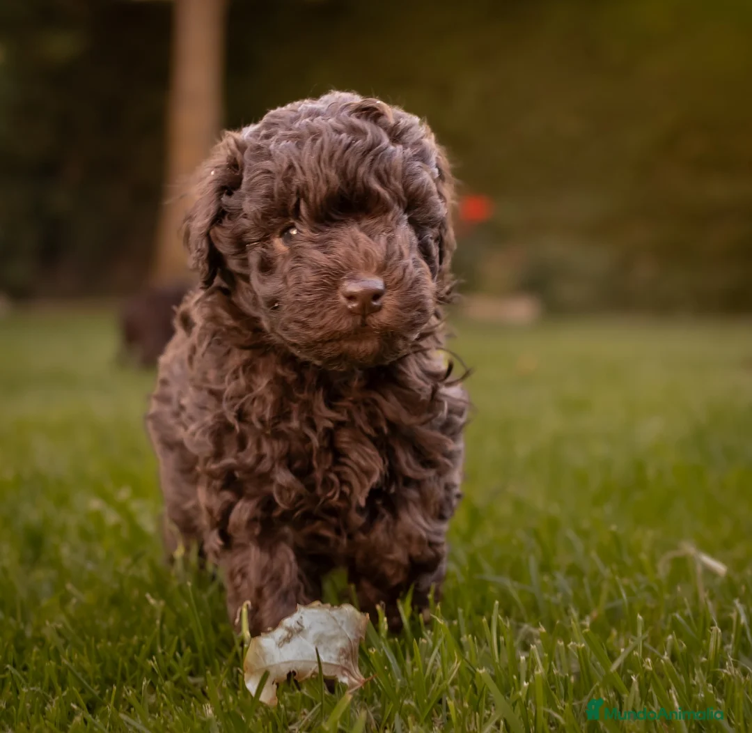 Caniche Toy perros en venta: Caniches Toy chocolate  - Anuncio 8