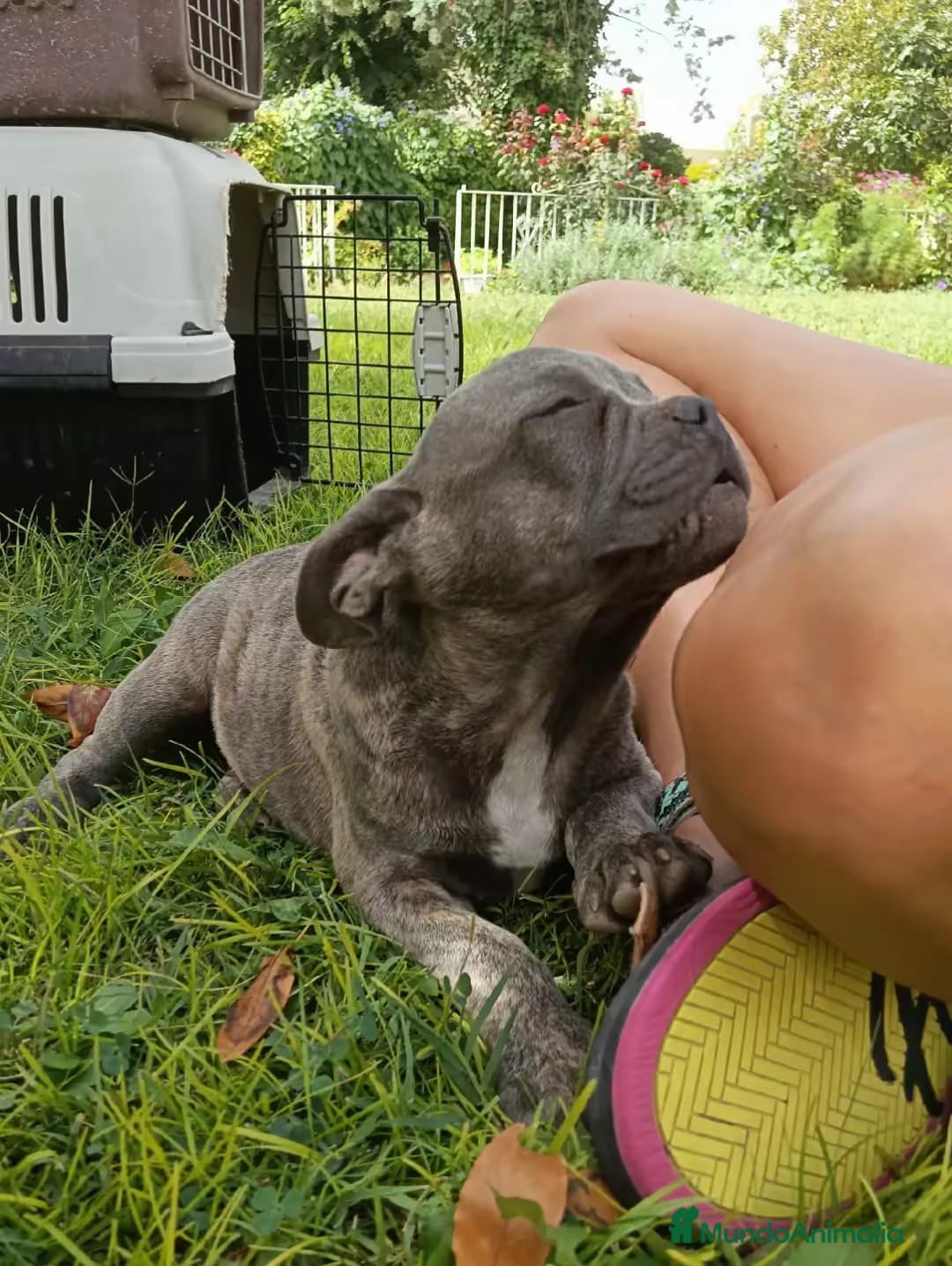 Bulldog Francés perros en venta: Bulldog francés blue blinder - Imagen 2