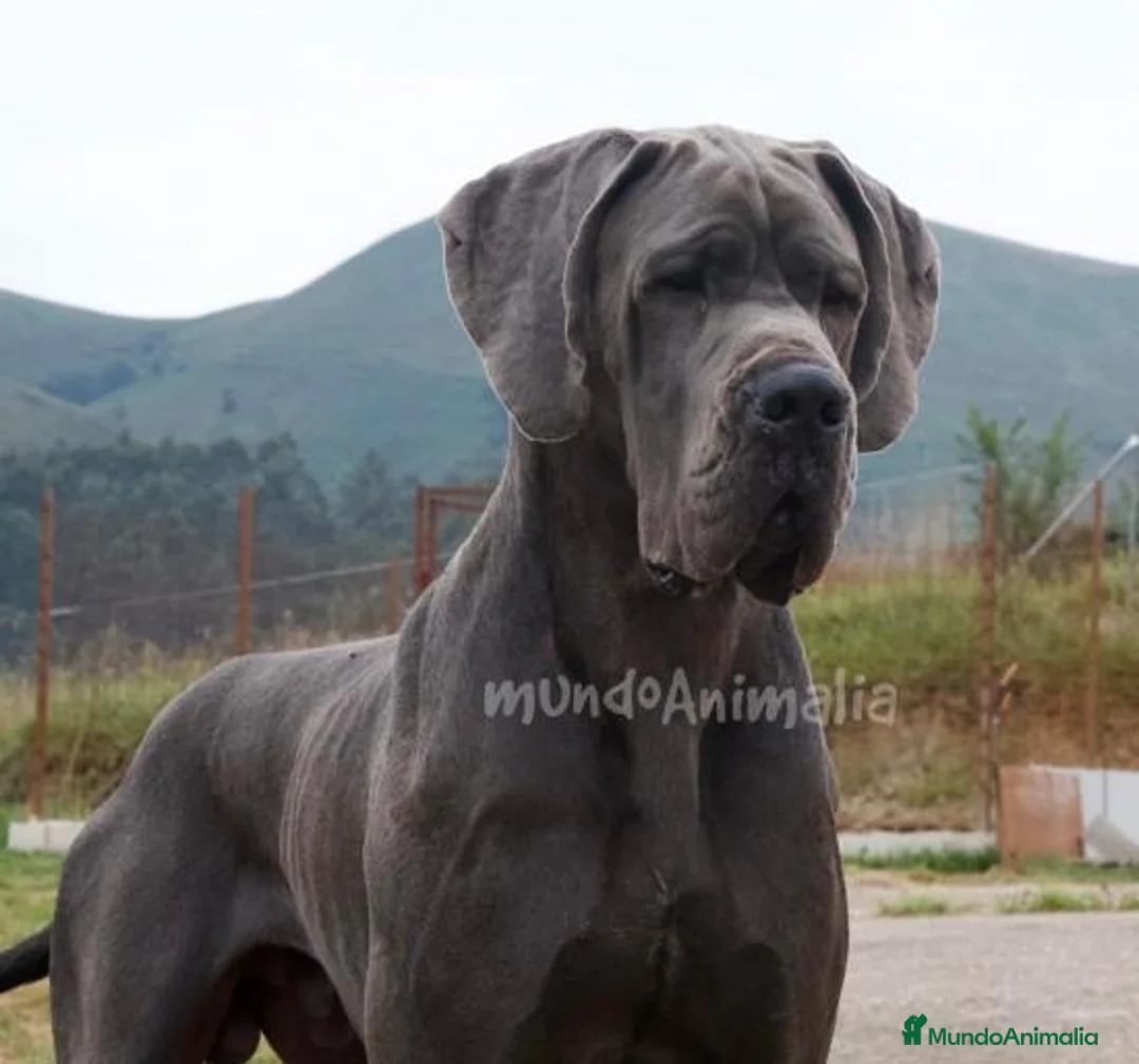 Imagen de galería {{count}}