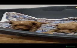 Maltipoo perros en venta: Maltipoo toy - Imagen 2