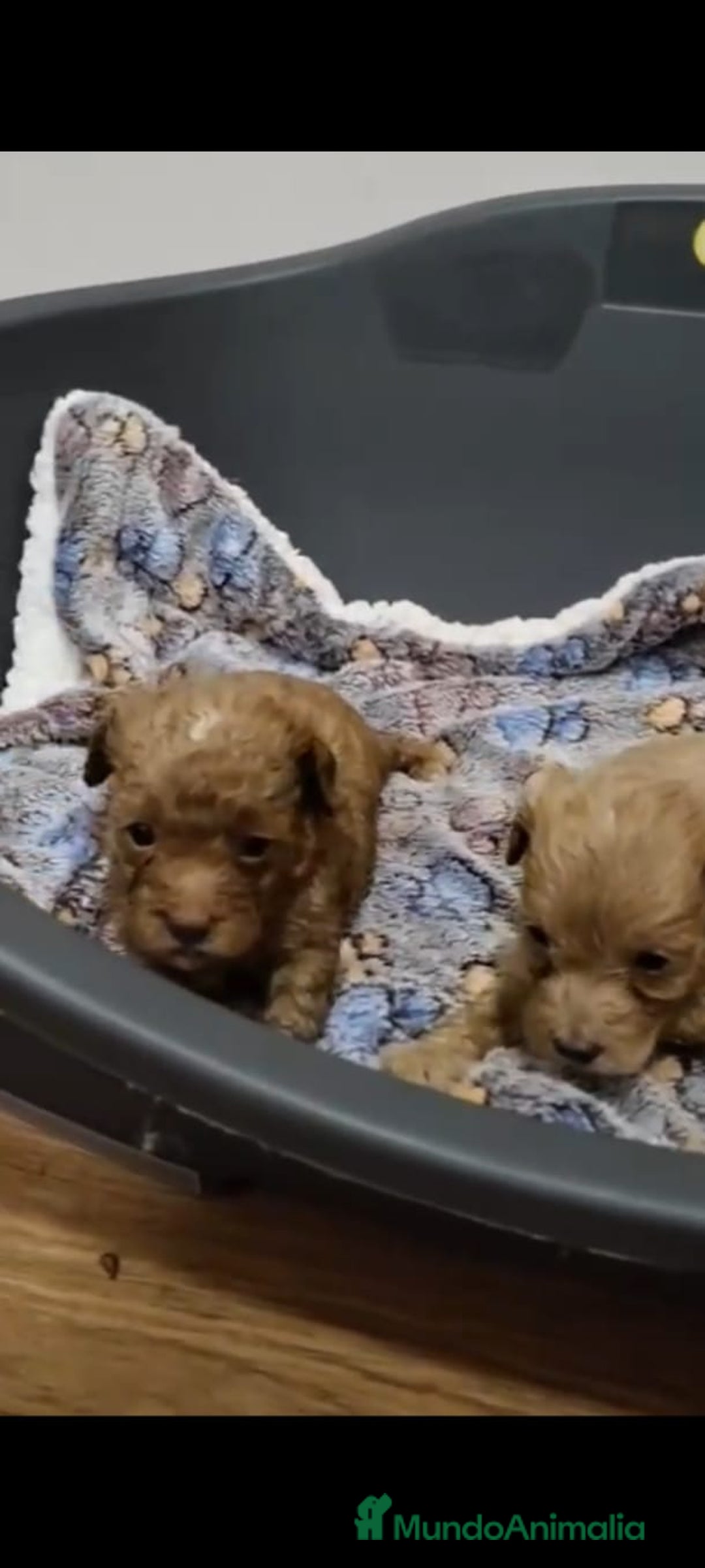 Maltipoo perros en venta: Maltipoo toy - Imagen 2