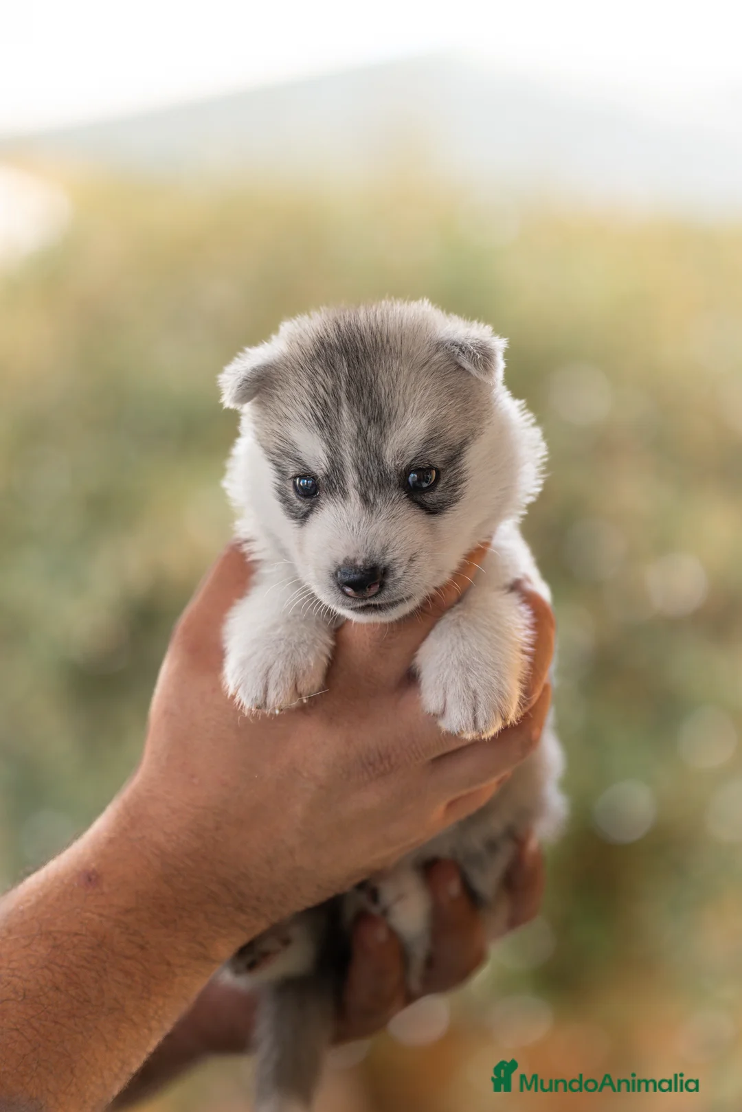 Imagen de galería {{count}}