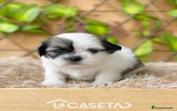 Shih Tzu perros en venta: Camada de Yadira  - Imagen 2