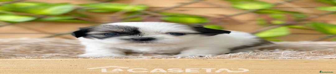 Shih Tzu Cachorro 3681