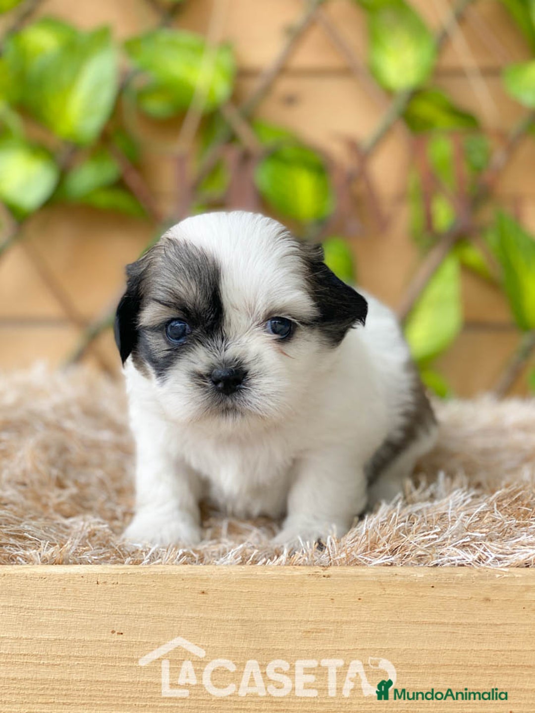 Shih Tzu perros en venta: Camada de Yadira  - Imagen 2