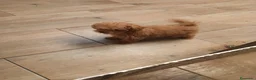 Caniche Toy perros en venta: Caniche toy - Anuncio 5