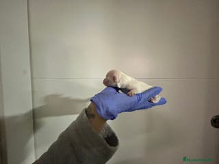 Bichón Maltés perros Bichon maltés del Valle - Anuncio 23