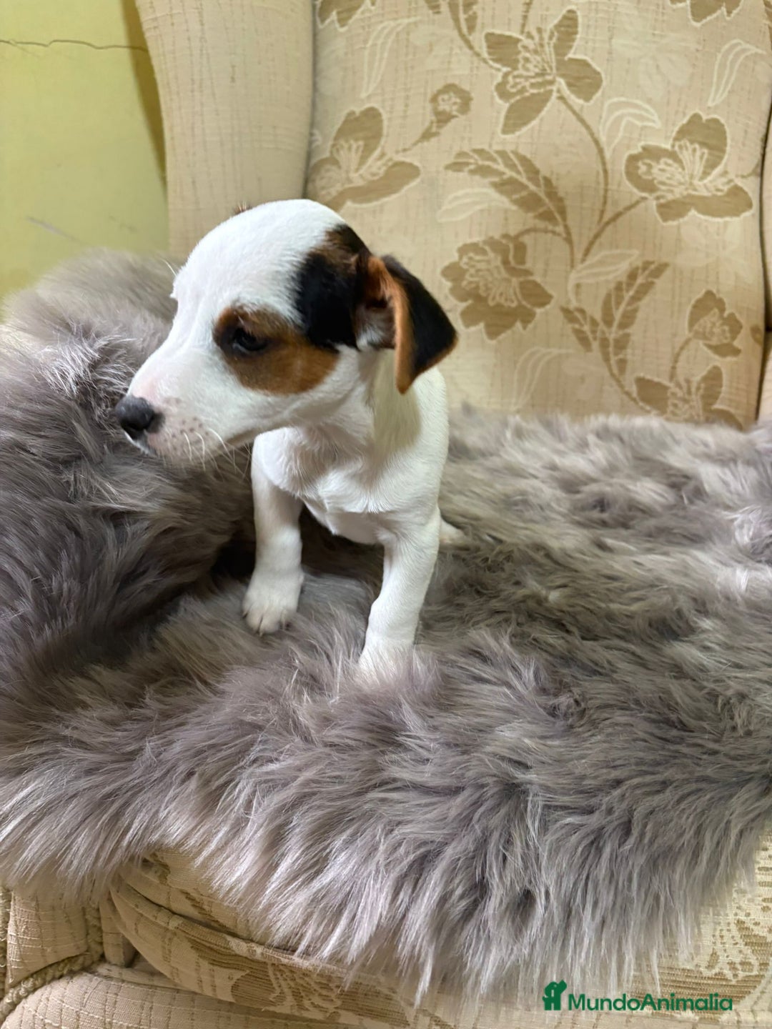 Jack Russell Terrier perros en venta: Cachorros de Jack Russell  - Imagen 14