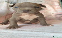 American Staffordshire-Terrier perros en venta: American Stanford  - Imagen 3