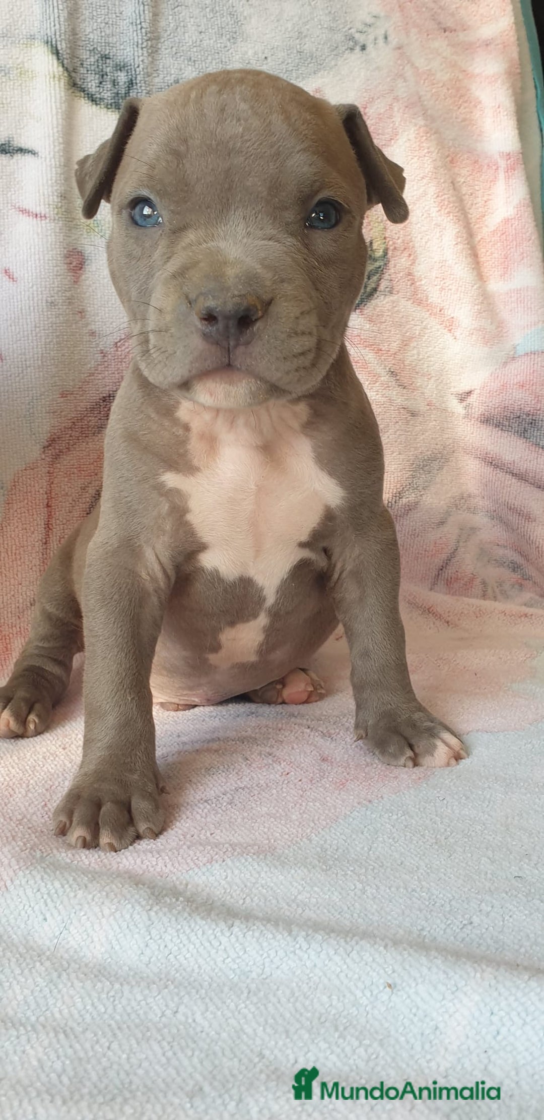 American Staffordshire-Terrier perros en venta: American Stanford  - Imagen 3