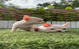 Chihuahua perros en venta: CHIHUAHUA HEMBRA BLANCA - Imagen 6