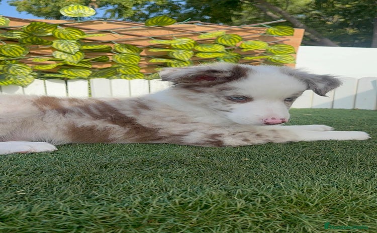 Border Collie perros - Anuncio 2