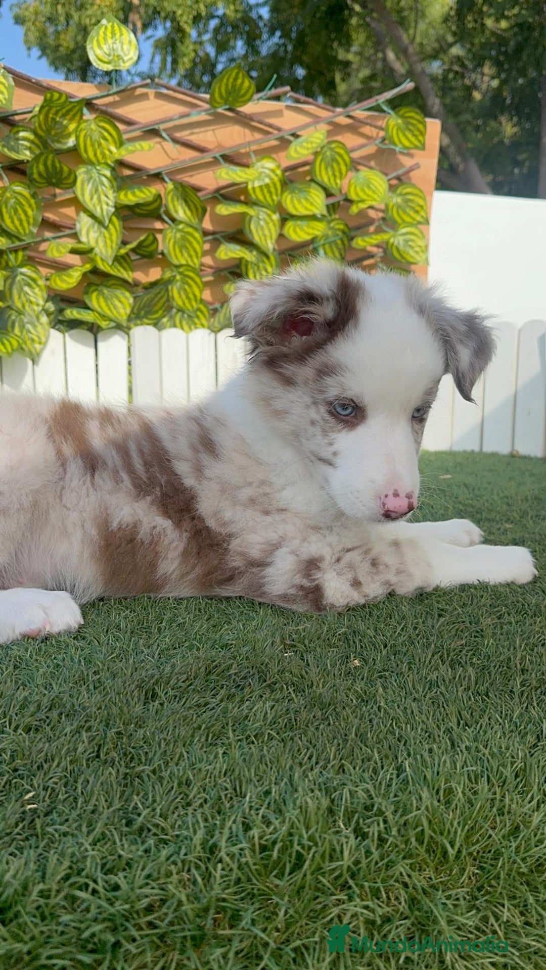 Border Collie perros en venta: BORDER COLLIE CHOCOMERLE - Imagen 1