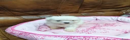 Bichón Maltés perros en venta: BICHON MALTES  - Anuncio 6