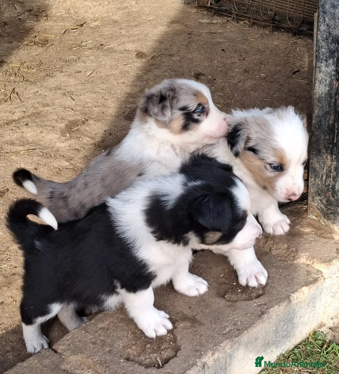Border Collie perros en venta: Boder collie Getafe camada 1 - Anuncio 4