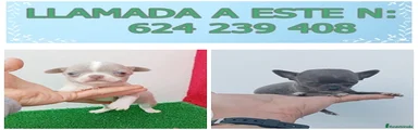 Chihuahua Cachorro 6