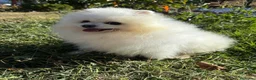 Pomerania perros en venta: Pomeranias varios colores !!!! - Anuncio 7