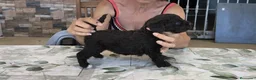 Perro de Agua Español perros en venta: Perros de agua  - Anuncio 6